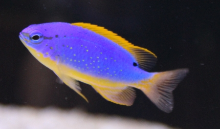  Chrysiptera taupou (South Sea Devil, Fiji Blue Devil Damselfish)